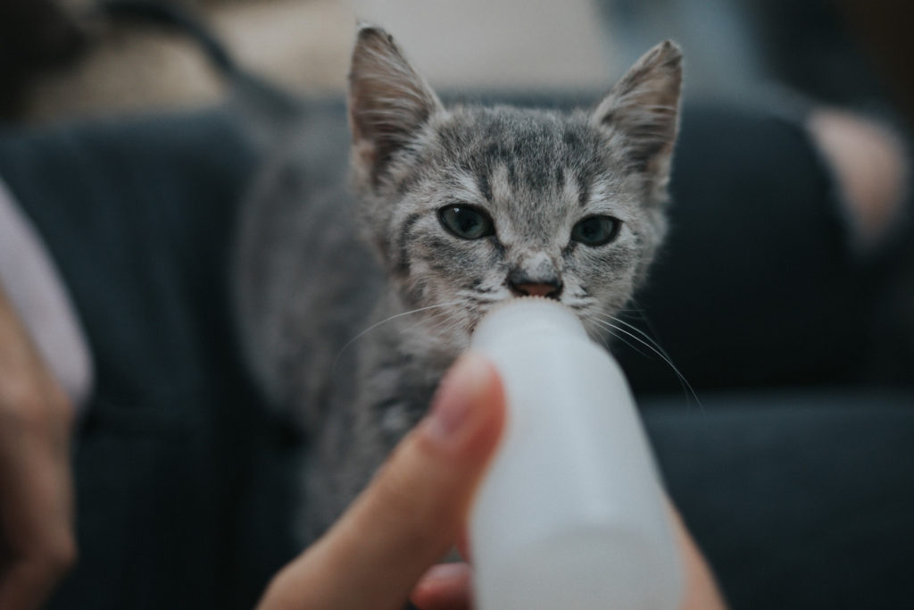 野生動物保護ボランティア2