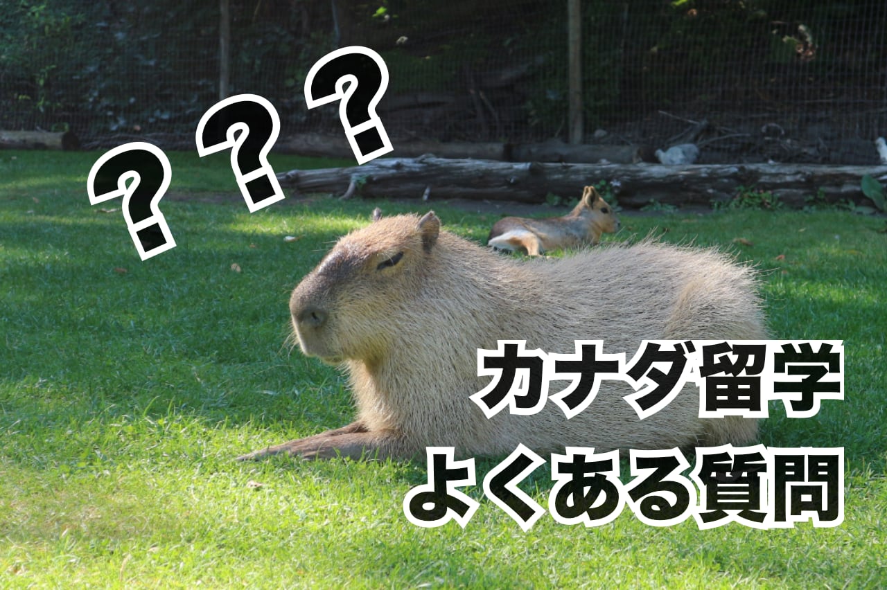 カナダ留学のよくある質問