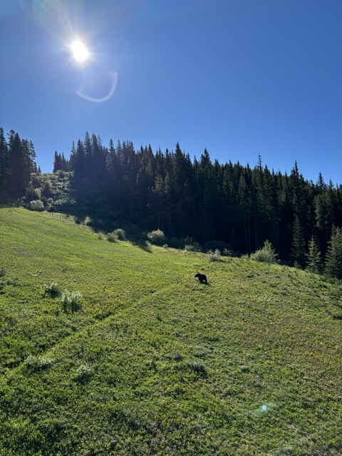 ゴンドラから見えるグリズリー